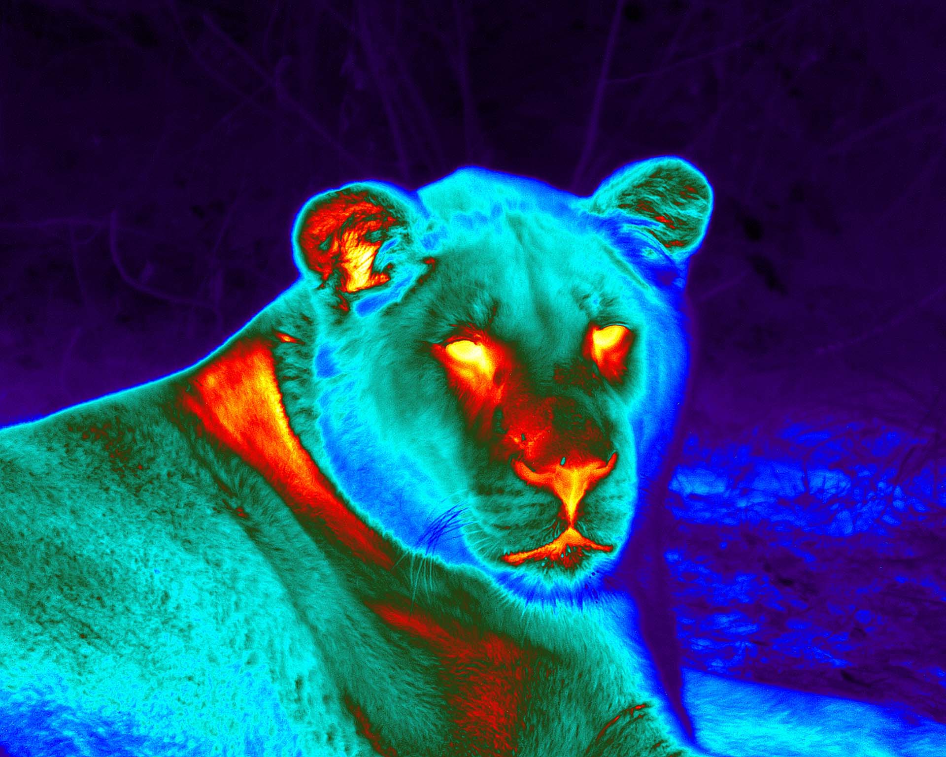 Product showcase image