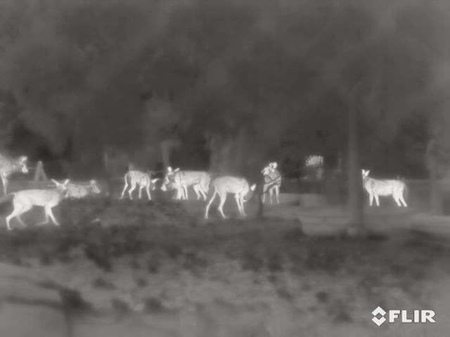 Polar Bear Dens Are Hard for Humans to See, but Drone-Mounted Radar Can  Help