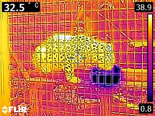 Amur Leopard (Thermal).jpg