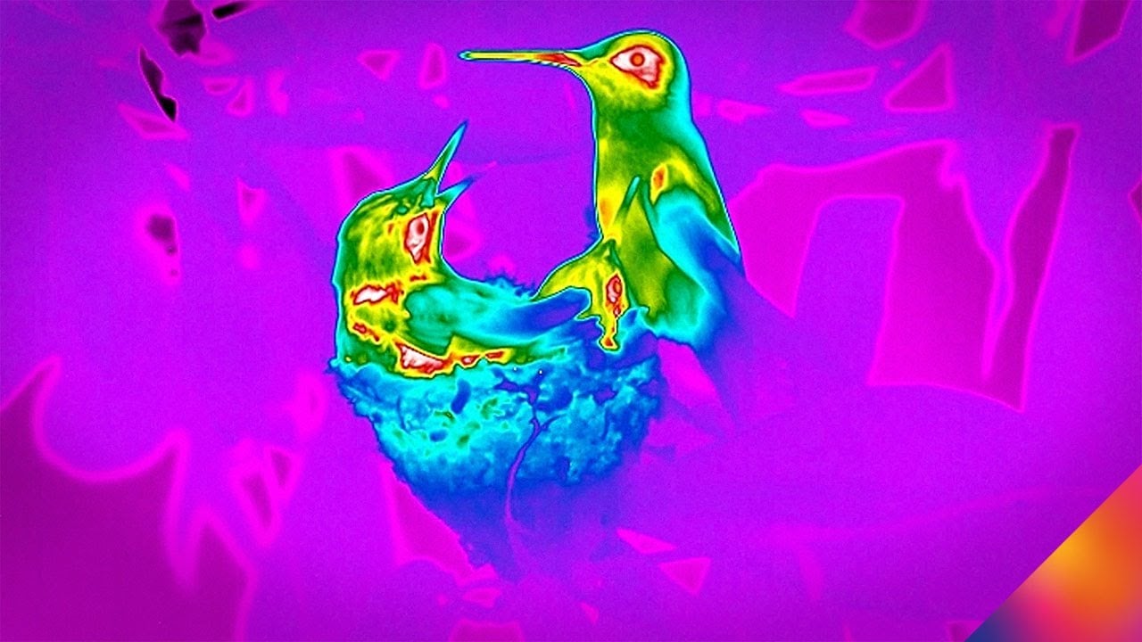 Watch Hummingbirds in Flight with High Speed Thermal Imaging!