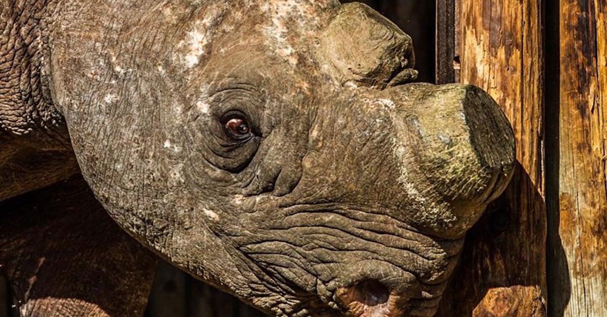 Rescue Of Critically Endangered Sumatran Rhino - International