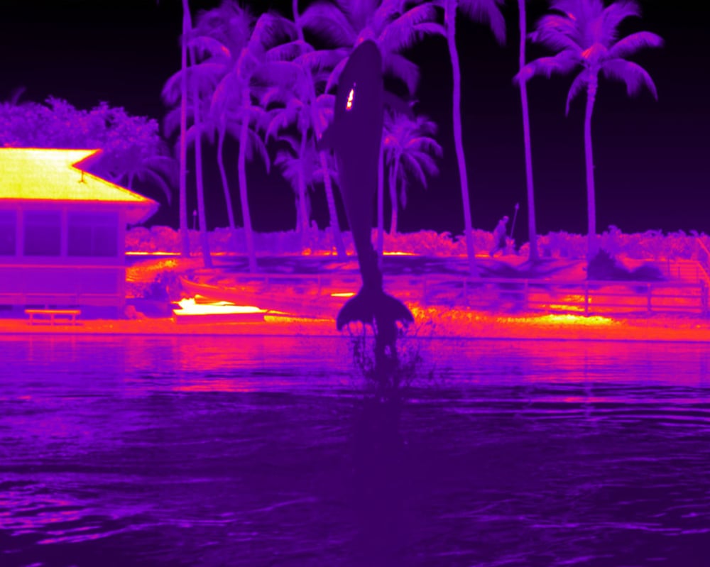 Oprogramowanie termowizyjne FLIR ResearchIR 4 MAX dolphin researchir 4 - Oprogramowanie termowizyjne FLIR ResearchIR 4 MAX